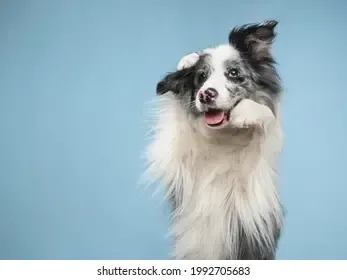Funny emotional dog border collie 260nw 1992705683